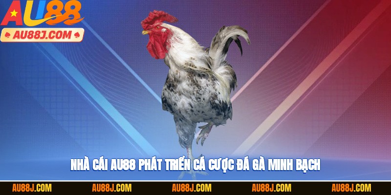 Nhà cái AU88 phát triển cá cược đá gà minh bạch